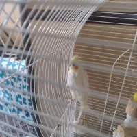 یک جفت عروس هلندی|پرنده|خمینی‌شهر, |دیوار