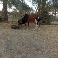 گاو نر دو ساله|حیوانات مزرعه|قصرقند, |دیوار