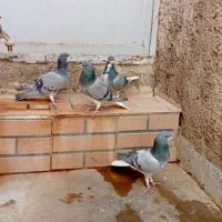 دمگیر .خرقه|پرنده|اصفهان, لاله|دیوار