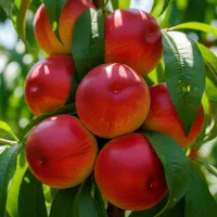 فروش نهال شلیل مغان