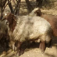 قوچ افشار|حیوانات مزرعه|خانمیرزا, |دیوار