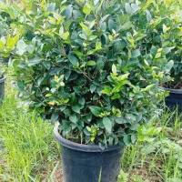 یاس هلندی آماده فروش