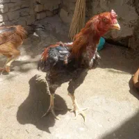 خروس لاری ۱۸۰۰