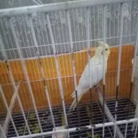 عروس هلندی ماده