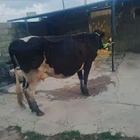 گاو وگوساله