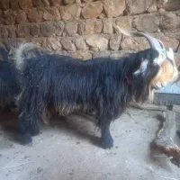 بهده بز بیگ میش کهره|حیوانات مزرعه|شهرکرد, |دیوار