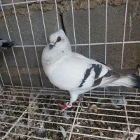 کبوتر شامی کلاهی