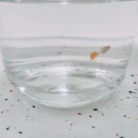 ماهی گوپی دم پروانه ای سرسو ردبلک