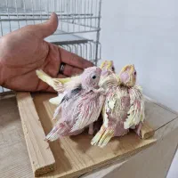 عروس هلندی سرلاکی لوتینو البینو دوکت|پرنده|رشت, جانبازان|دیوار