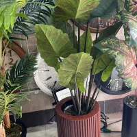 درختچه مصنوعی|گل مصنوعی|خرمآباد, |دیوار