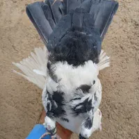 کبوتر رنگی|پرنده|شیراز, محمدیه|دیوار