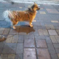 سگ اشپیتز پامر