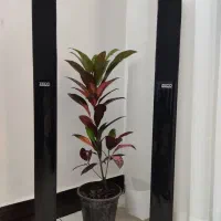 باند قدی برند ZECO