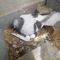 کفتر کبوتر سوسنی اصفهانی