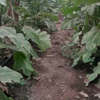 فروش گلخانه