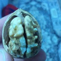 گردو تازه درجه یک اصل تویسرکان پرچرب