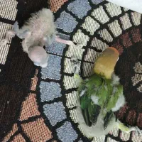 طوطی برزیلی|پرنده|شوشتر, |دیوار