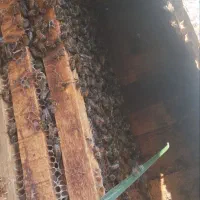 زنبور عسل