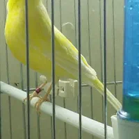 قناری نر،یه سر،گلاستر،کرست،یلو فاکتور