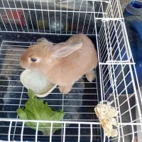 خرگوش باقفس|موش و خرگوش|تهران, امام زاده عبدالله|دیوار