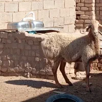 بره قوچ چینی همه چی تموم