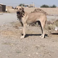 واگزاری سگ ماده|سگ|زاوه, |دیوار