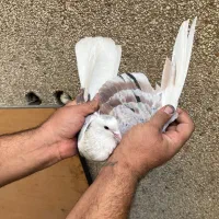 ۷تا کفتر درجه یک برای بلندی|پرنده|تهران, باغ خزانه|دیوار