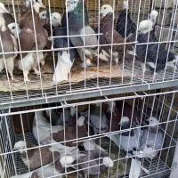 شازده ملقی|پرنده|کرمان, |دیوار