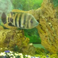 ماهی زندانی انداره کف|ماهی|اردبیل, |دیوار