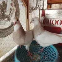 کفتر طوقی و قفس