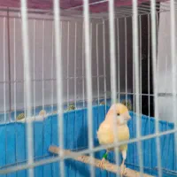 قناری|پرنده|محمدشهر, جعفرآباد|دیوار