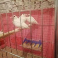 فنچ نرگسی حلقه پا