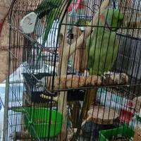 تعدادی مولد سالن خانگی