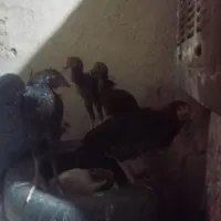 ۴ تا جوجه وا یک مرغ همه با هم ۱۶۰۰ کنتر نمیدم|حیوانات مزرعه|زابل, |دیوار