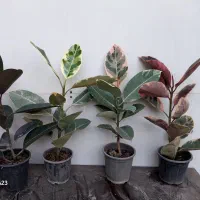 گیاهان آپارتمانی بعلت جا به جایی زاموفیلیا کامپکت|گل و گیاه طبیعی|مشهد, چهارچشمه|دیوار