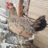 2تا مرغ گلین جوان|حیوانات مزرعه|قم, جمکران|دیوار