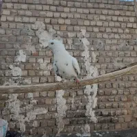 پرشی گرفتنی