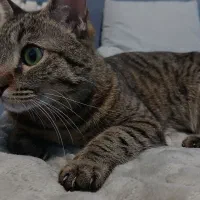 واگذاری گربه اقیم ماده