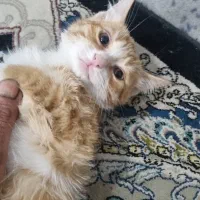 گربه خونگی|گربه|شیراز, شهرک مهدیآباد|دیوار