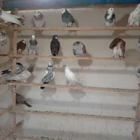 قلمه کفتر|پرنده|قرچک, میرزائی جنوبی|دیوار