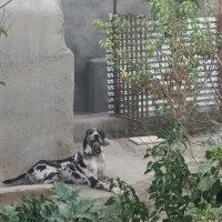 سگ گریت دین افغان