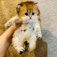 گربه های زیبا و اصیل (پرشین / بریتیش / اسکاتیش )|گربه|اصفهان, جلفا|دیوار