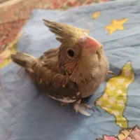 جوجه سرلاکی عروس هلندی