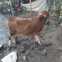 گوساله نر جرسی|حیوانات مزرعه|تولم شهر, |دیوار