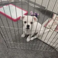 توله سگ نر مالتیز سه ماه شناسنامه دار|سگ|پردیس, فاز ۸|دیوار