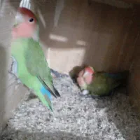 مرغ عشق و گرینچیگ دستی و کوتوله مولد با جوجه