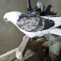 7 عدد کفتر|پرنده|تهران, شهرک ولیعصر جنوبی|دیوار