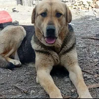 دزدیده شدن از فیرورق|حیوانات|خوی, |دیوار