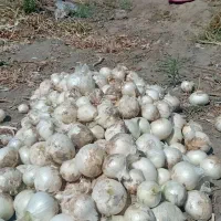 بذر|گل و گیاه طبیعی|کهنوج, |دیوار