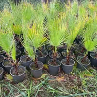 ‌پالم واشنگتن ( حراج)